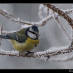 Sýkora Modřínka_02