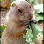 psoun, mozna taky psounice