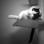 Hele nedělej kraviny a radši mě podrbej!