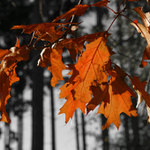 Javorový podzim