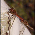 vážčie radovánky