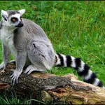 Lemur