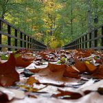 podzimní procházka