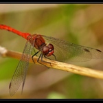 Vážka rudá