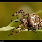 Čekání na kořist