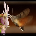 Dlouhozobka svízelová