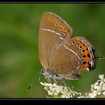 Ostruháček švestkový