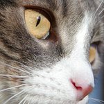 Mačka detail
