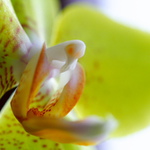 Orchidej