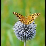 Perleťovec stříbropásek