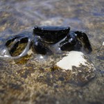 ten krab mal iba 1cm.