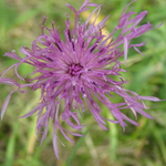 Fialová je krásná