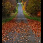 Procházka v barevném lese...