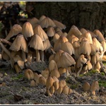 Tyto nám vyrostly na zahradě.