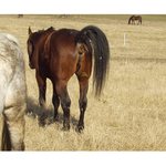 Máme holé řitě- V AKCI