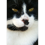 a do třetice mikeš