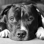 Stafordšírský bulteriér