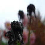 Živé mrtvé květy