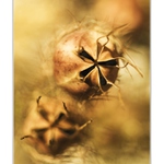 ...hvězdičková...