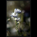 když mráz se sluncem soupeří...