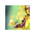 když byl ještě podzim barevný