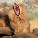 Královské zívnutí