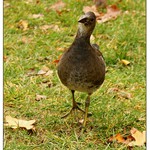 co to je za tvora co mě otravuje? :-)