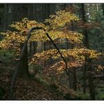 stromek se má ohýbat dokud je mladý....