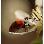 beruška na květu hrušky