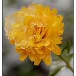 zasněžená listopadka