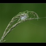 Pavoučí sluníčko