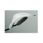 Spathiphyllum