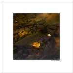 Když podzim pomalu odplouvá.....