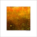 Podzimní imresionismus na hladině