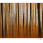 Podzimovolesní abstrakce