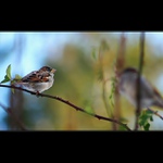 Vzpomínka na družku