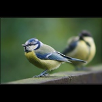 Sýkoří kámoši 2