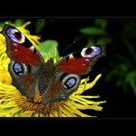 Chvíľka s motýľom ...