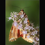 před pikolou, za pikolou