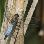 vážka černořitná (Orthetrum cancellatum)