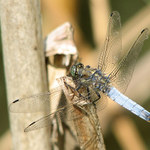 vážka černořitná