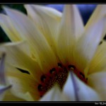 květ nekvět...................