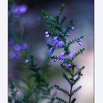 blue day