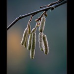 *podzimní nostalgie*