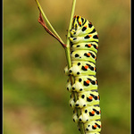 Držím se zuby nehty