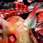 merry alpern goes shopping for sum pork