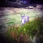 osel z Wicklow mountains