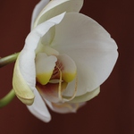 pučící orchidej