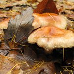 když roztál první sníh