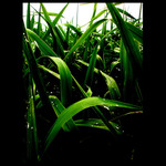 Keď sa Zem zobudí strapatá